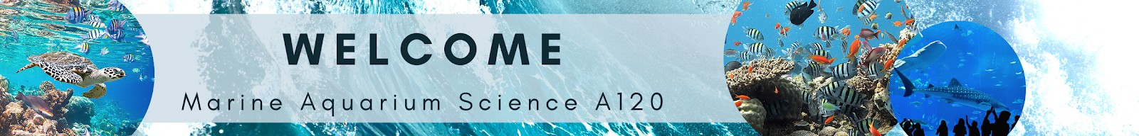 Decorative Canvas banner on page